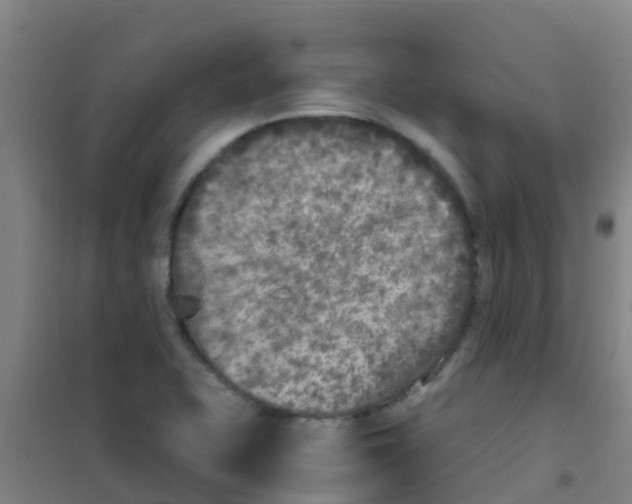 X0000100421415200807032050