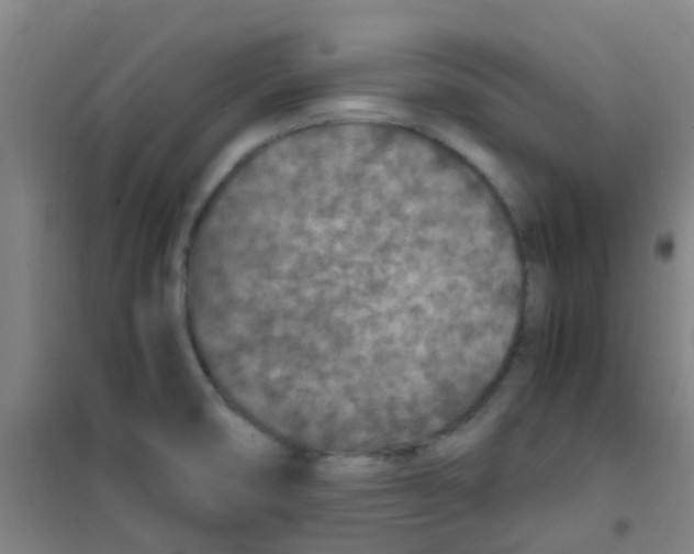 X0000100421474200807032049