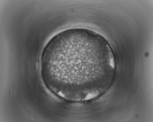 X0000100421515200807032049