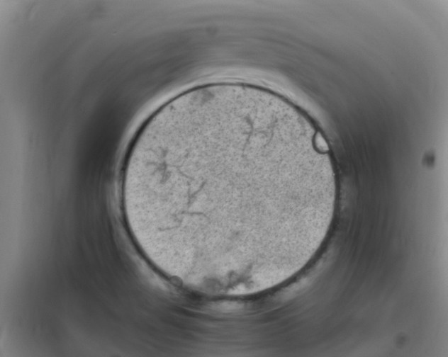 X0000100421517200807032049