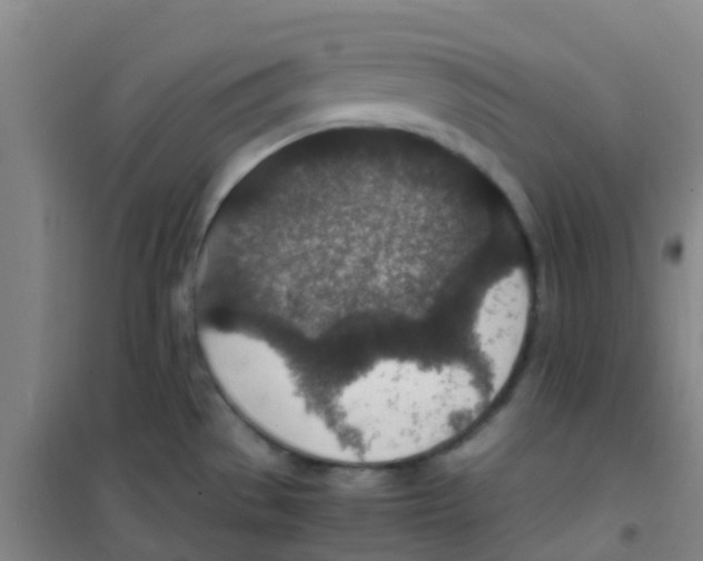 X0000100421529200807032049