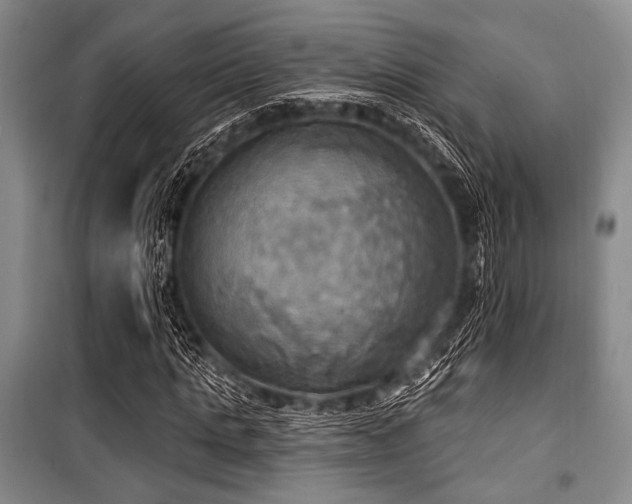 X0000100470821200806131125