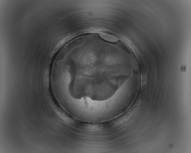 X0000100470349200806201611