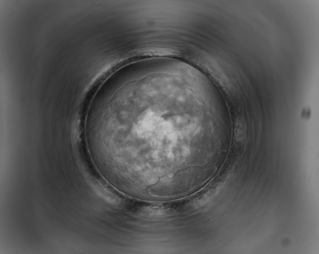 X0000100470351200806201611