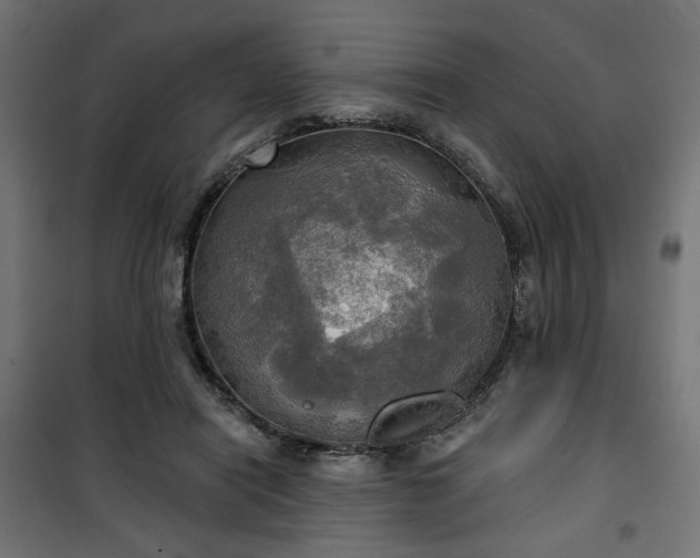 X0000100470454200806201610