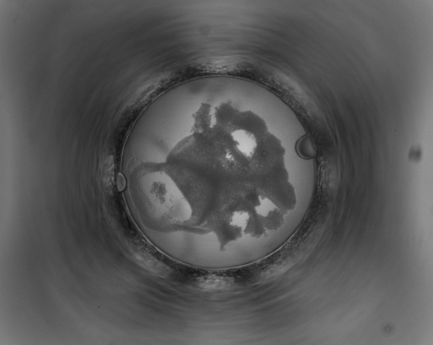 X0000100470549200806201609