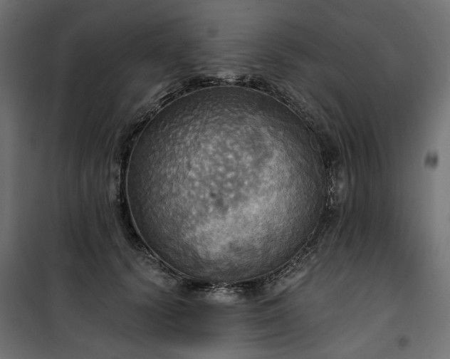 X0000100470656200806201607