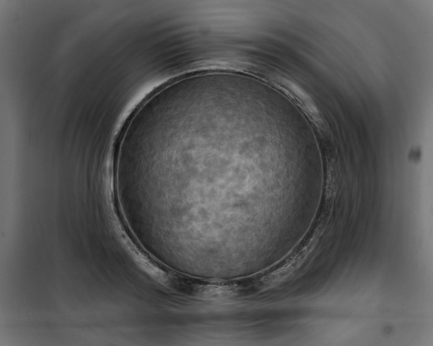 X0000100470796200806201605