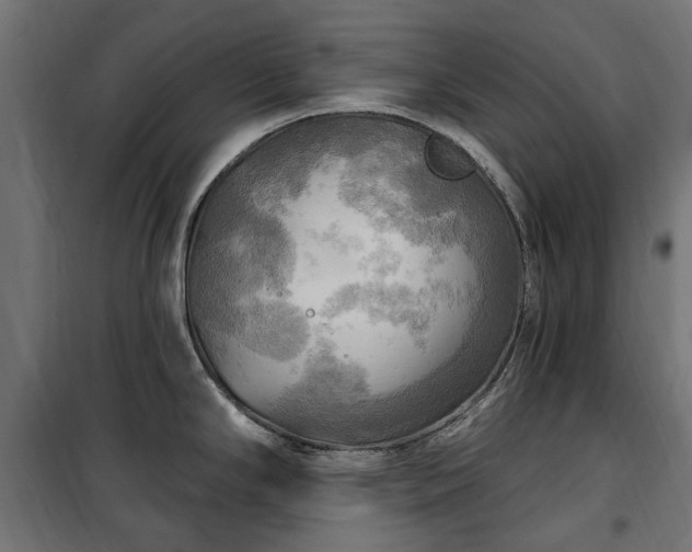 X0000100471294200806201558