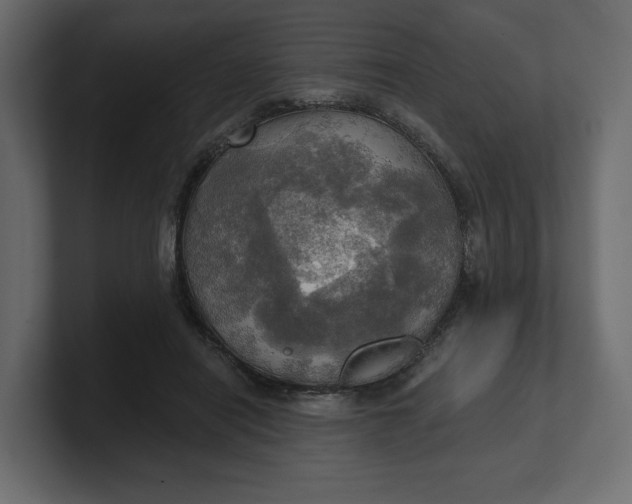 X0000100470454200806271145