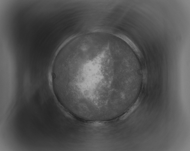 X0000100470814200806271140