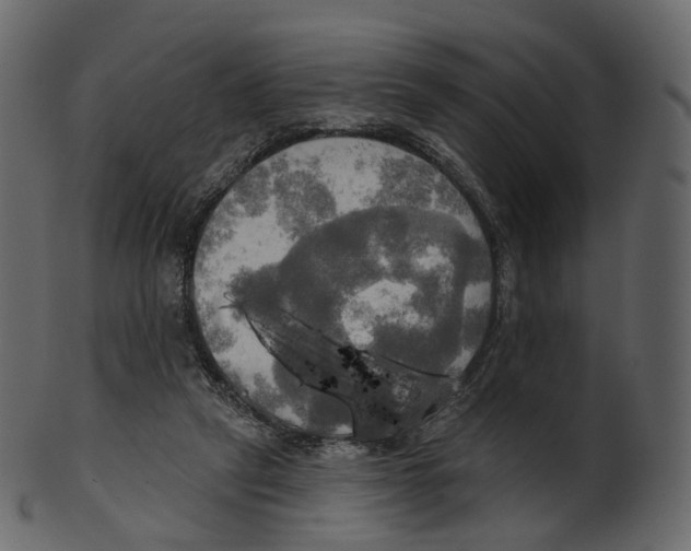 X0000100470257200807031835