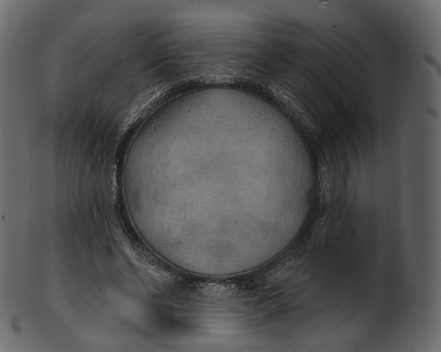 X0000100470494200807031831