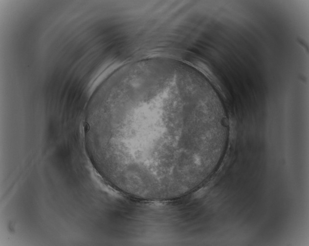 X0000100470814200807031826