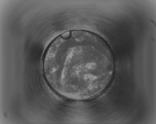 X0000100471517200807031815