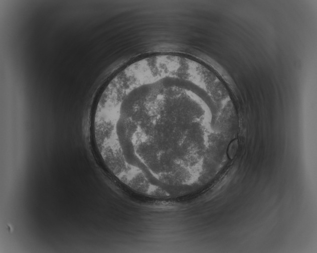 X0000100470437200807111044