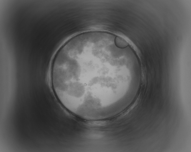 X0000100471294200807111033