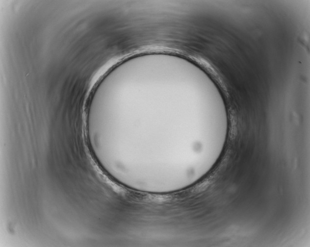 X0000100481286200806130724