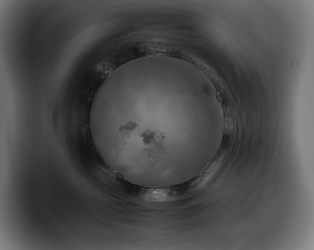 X0000100480573200806131232