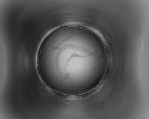 X0000100481199200806131224