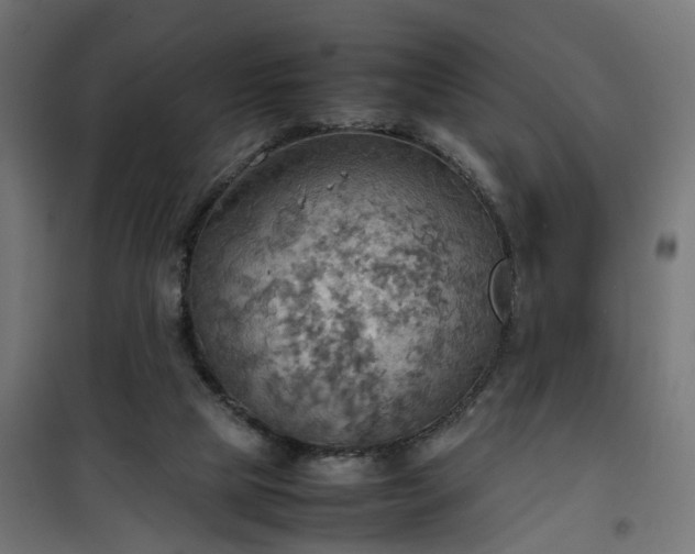 X0000100480065200806201639