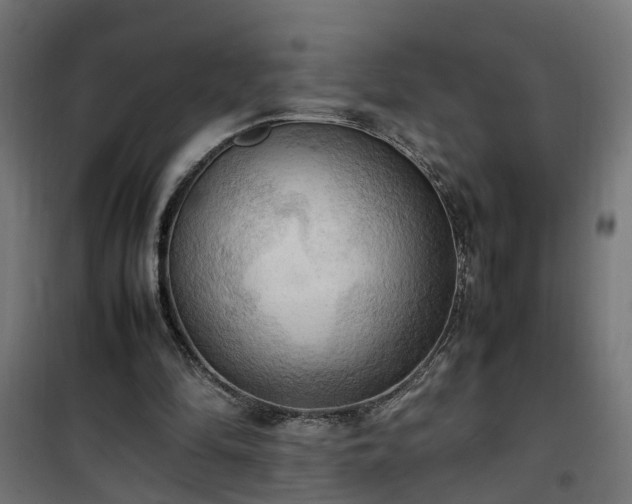 X0000100480294200806201636