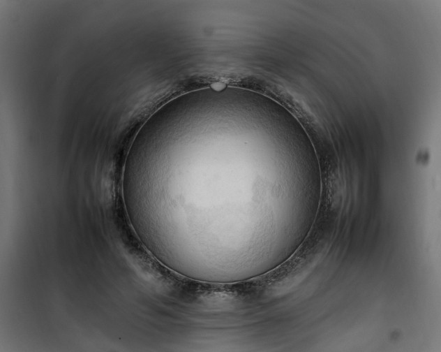 X0000100480594200806201631
