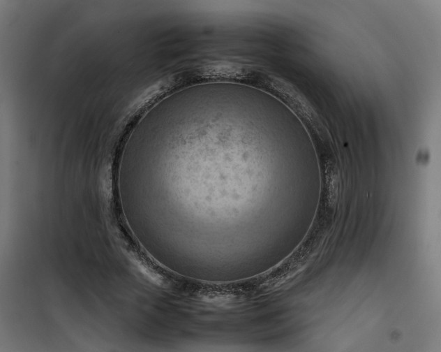X0000100480729200806201629