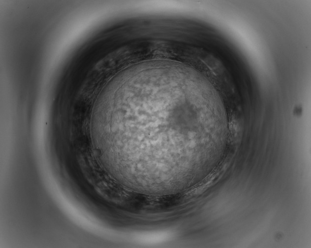 X0000100480765200806201629