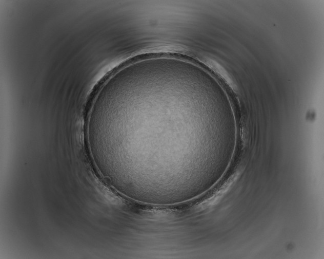 X0000100480781200806201629