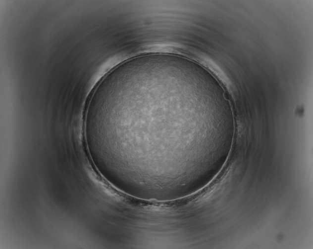 X0000100480994200806201625