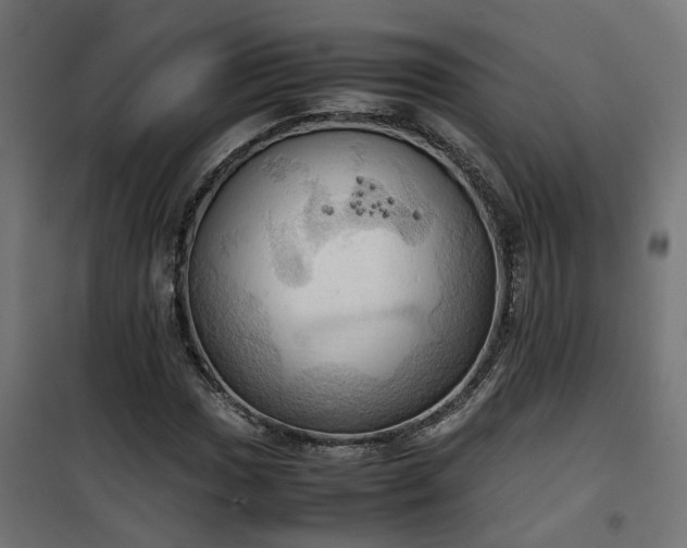 X0000100481017200806201625