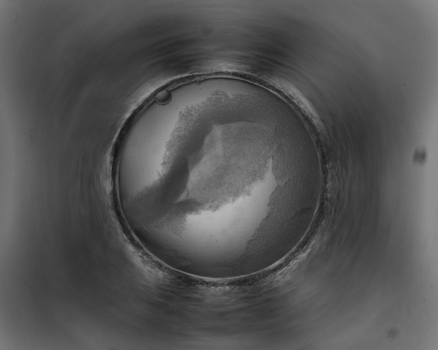 X0000100481031200806201625