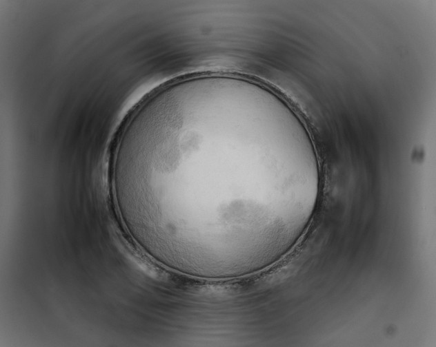 X0000100481078200806201624