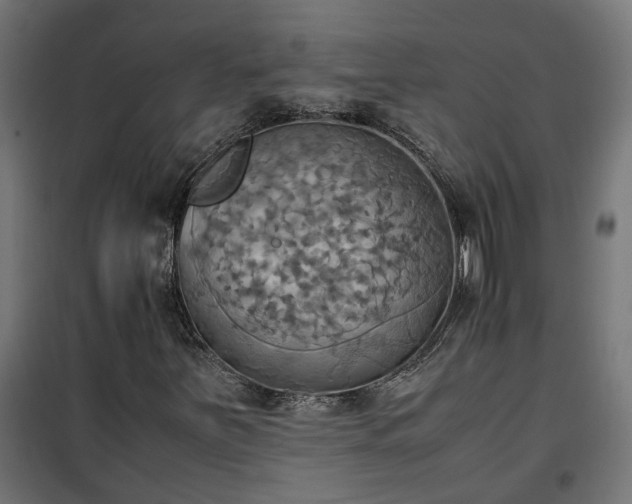 X0000100481251200806201621