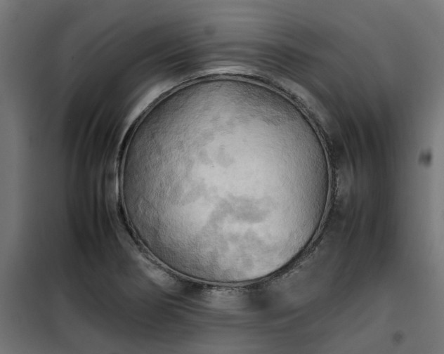 X0000100481274200806201621