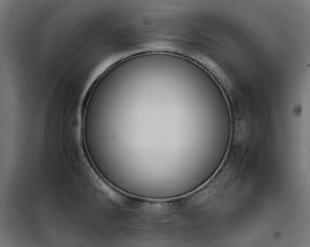 X0000100481286200806201621