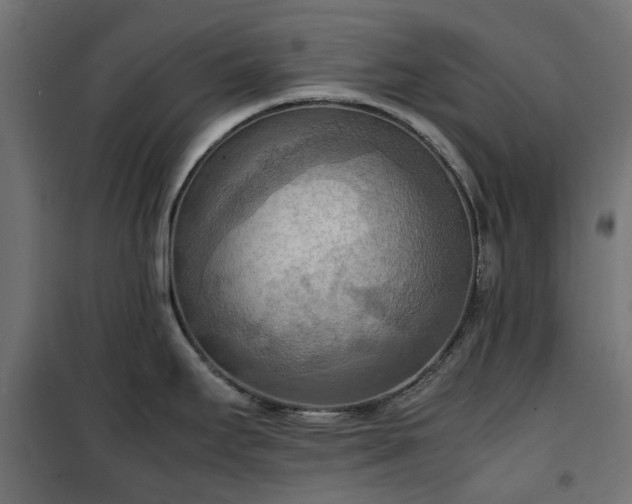X0000100481295200806201621