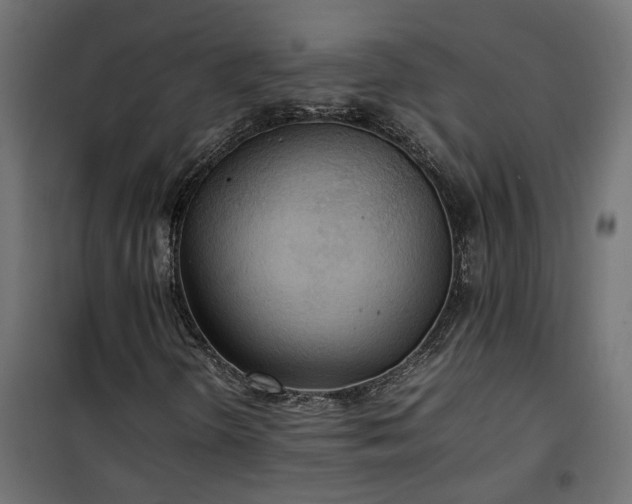 X0000100481298200806201620