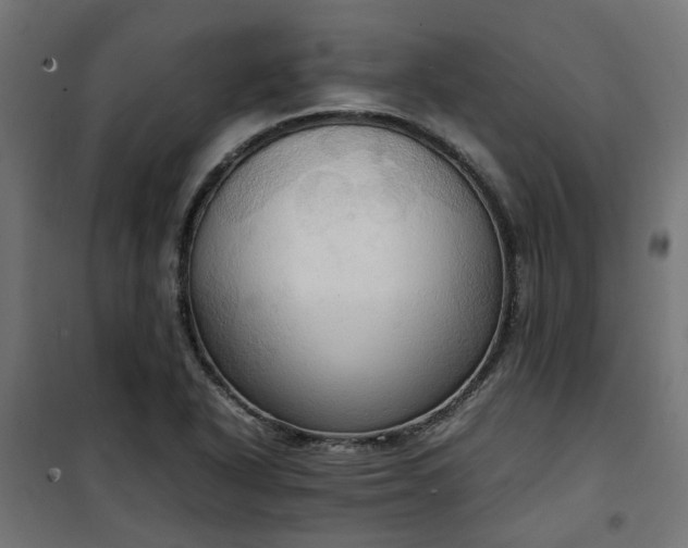 X0000100481318200806201620