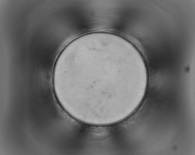 X0000100481338200806201621