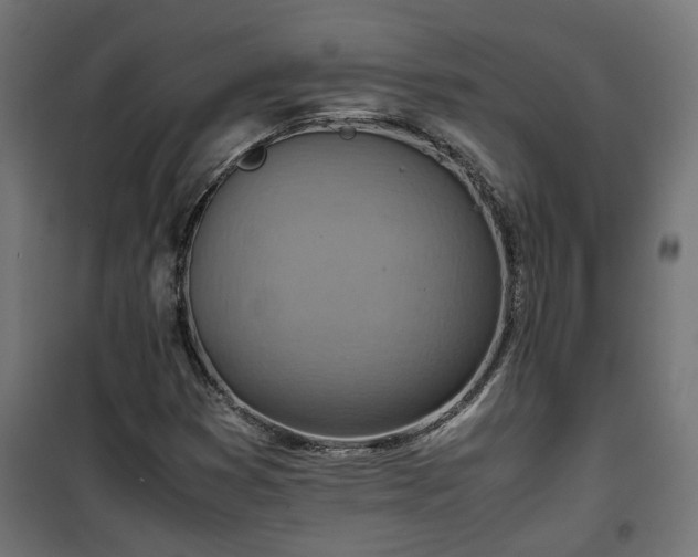 X0000100481353200806201620