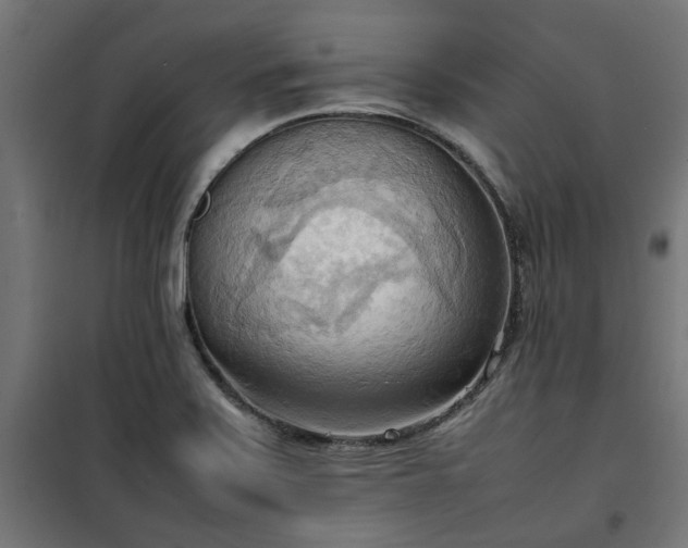 X0000100481371200806201620