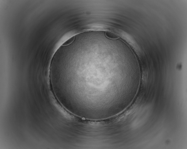 X0000100481378200806201619