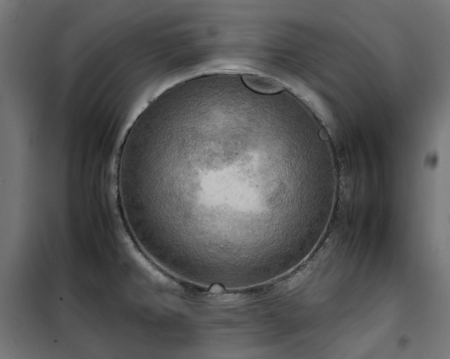 X0000100481382200806201619