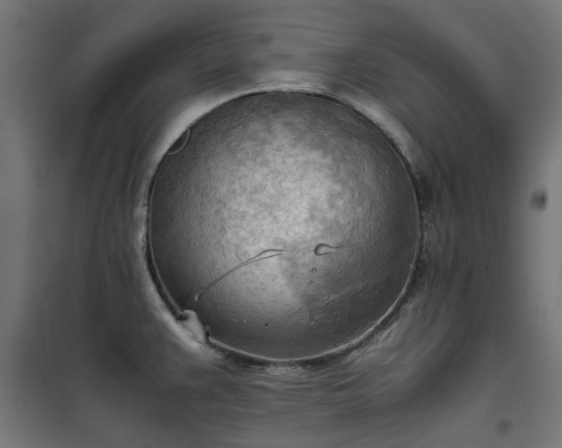 X0000100481383200806201619