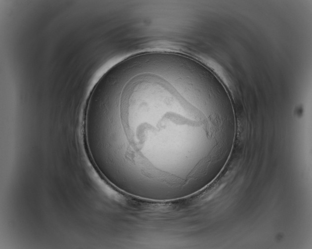 X0000100481387200806201619