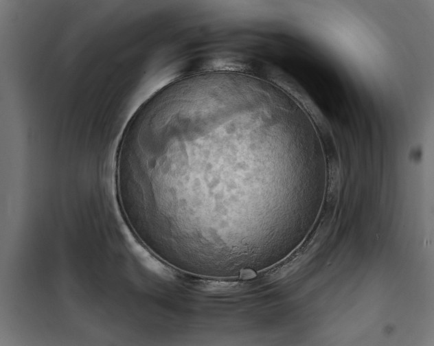 X0000100481439200806201619