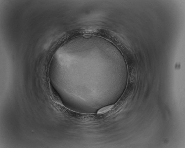 X0000100481441200806201618