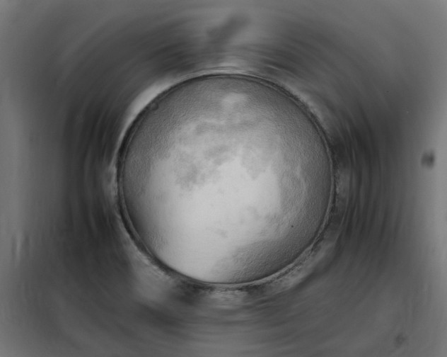 X0000100481466200806201618